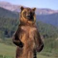 grizzly_75