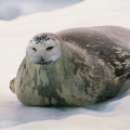 SealOwl